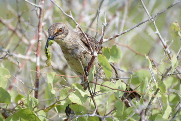 A Hood mockingbird eating a privet hawk moth caterpillar on Española Island in the Galapagos Islands, Ecuador, South America.