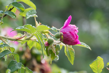 Naklejka na ściany i meble pink rose with raindrops on green background