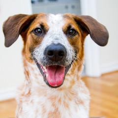 Australian Cattle Dog