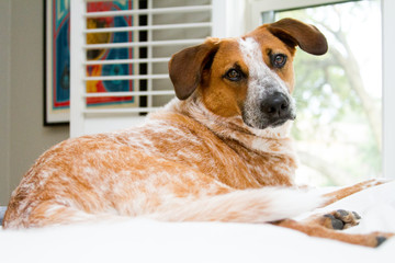 Australian Cattle Dog