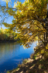Fototapeta premium Yellowed trees on the shore of the pond. October.