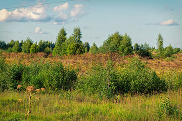 thickets of cow parsnip in the field,shot in the light of the setting sun