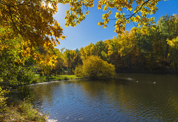 Fototapeta premium Yellowed trees on the shore of the pond. October.