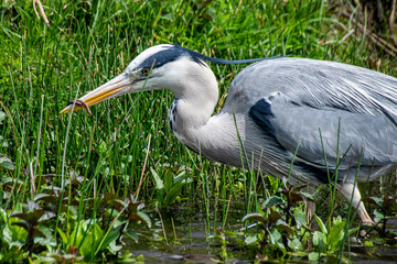 Down the hatch as a Grey heron ( Ardea cinerea) eats a worm