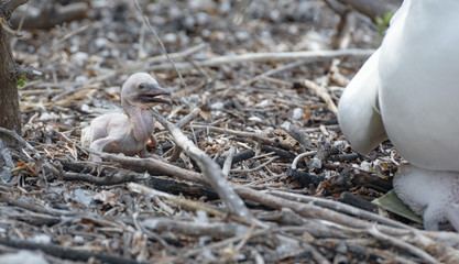 An abandoned Nazca Booby chick (sula granti) pushed out of the nest and its mother with the bigger...
