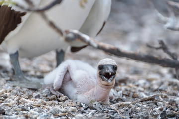 A young Nazca Booby chick on Genovesa Island, Galapagos Islands, Ecuador, South America.