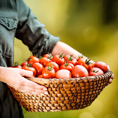 A basket full of red tomatoes held in woman's hands.