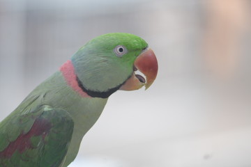 colorful parrot on branch