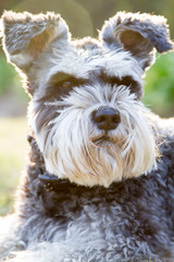 Miniature Schnauzer