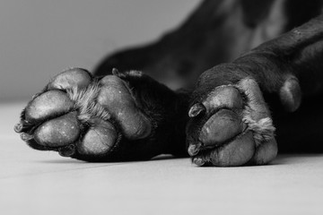 Dog Paws