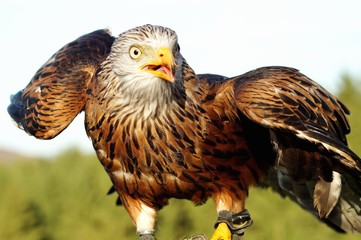 Head of the sea eagle. Close-up of a white tailed eagle or Portrait of a red kite with open beak (Milvus Milvus) Rotmilan 