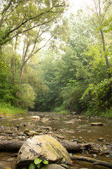 river in the forest