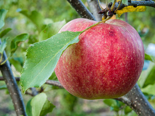 Ripe red Apple hanging on a tree branch.