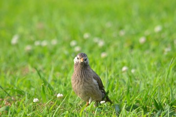 white cheeked starling on green grass field