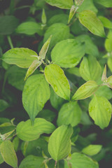 Green Leaves