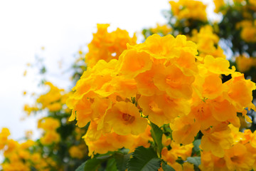 Beautiful texture color yellow star flowers blooming and green leaf background on the public garden parks 