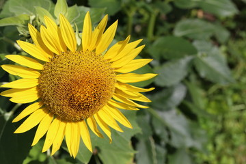 Beautiful bright colored sunflowers and green plants