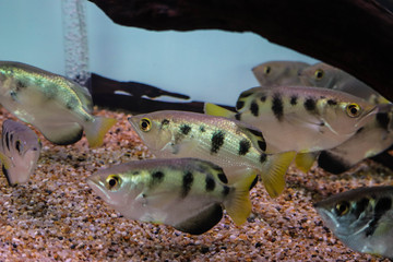 Archer fish