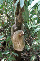 Fototapeta premium Sloth on a tree in Costa Rica