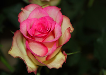 Rose flower petals of pink and white soft color close up top view. Natural fresh single rose bud in bouquet isolated macro shot 