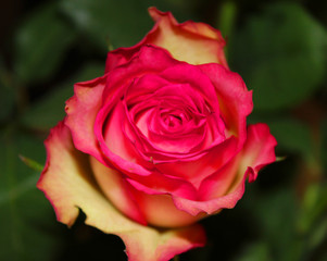 Rose flower isolated on green leaves background. Yellow and red vibrant roses bouquet detail close up view 