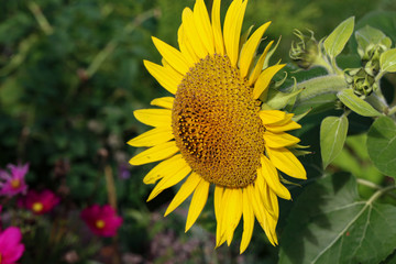 Beautiful bright colored sunflowers and green plants
