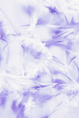 Fototapeta na wymiar Beautiful abstract close up color white pink and purple feathers background and wallpaper