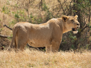 Fototapeta na wymiar Female Lioness in the savannah