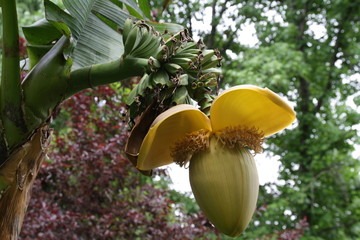 A banana tree blossoming