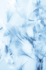 Beautiful abstract texture close up color white purple and blue feathers background and wallpaper