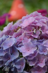 Obraz premium Hydrangea