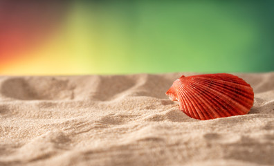 Natural Seashell, safe housing for marine life.