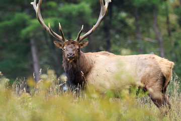 close up of large bull elk looking directly at photographer