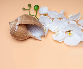 Natural Seashell, safe housing for marine life.