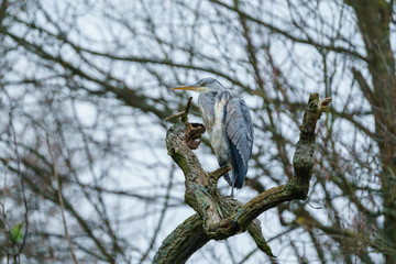 Grey Heron (Ardea cinerea)