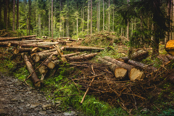 Illegal deforestation in the Ukrainian Carpathians. The destruction of the forest.