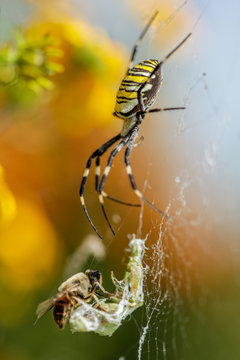 Allphotokz Spider 20100816 1646 5DM2