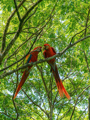 Scarlet Macaw (Ara macao) taken in Costa Rica