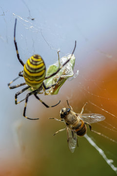 Allphotokz Spider 20100816 1682 5DM2