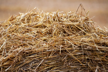 bale of straw in field
