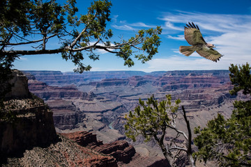 Red-Tailed Hawk Gliding Over the Grand Canyon and Colorado River