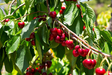 Ripe red cherries on trees