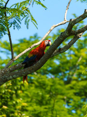 Scarlet Macaw (Ara macao) taken in Costa Rica