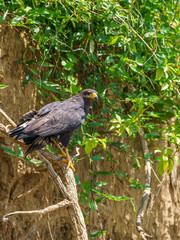 Common Black Hawk (Buteogallus anthracinus), taken in Costa Rica