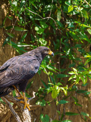 Common Black Hawk (Buteogallus anthracinus), taken in Costa Rica