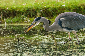 Fototapeta premium Grey Heron (Ardea cinerea), taken in UK