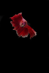 Isolated Double fan tail Betta