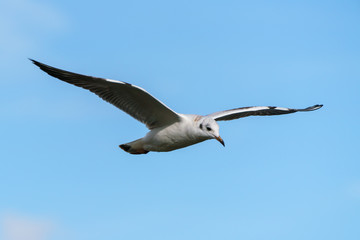 Black-headed gull (Chroicocephalus ridibundus)