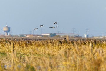 Marsh harrier (Circus aeruginosus), taken in the UK