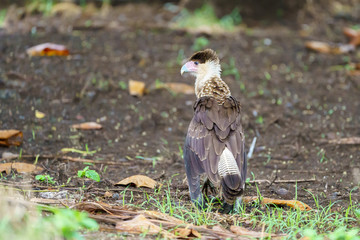 Crested Caracara (Caracara plancus), taken in Costa Rica
